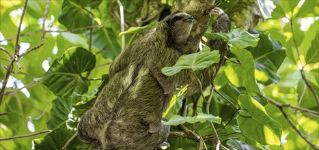 Brown-throated sloth (Bradypus variegatus) climbing a tree, Cahuita National Park, Costa Rica,