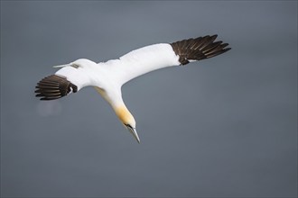 Northern Gannet, Morus bassanus, bird in flight over sea, Bempton Cliffs, North Yorkshire, England,