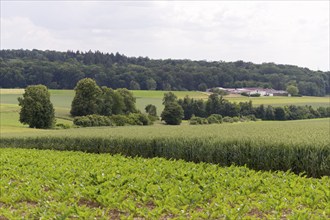 Sugar beet field (Beta vulgaris subsp. vulgaris), cereal field, Baden-Württemberg, Germany, Europe