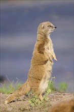 Ethiopian dwarf mongoose (Helogale hirtula) standing on the ground, Bavaria, Germany, Europe