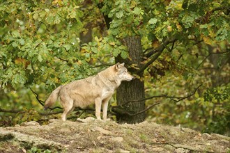 Eastern wolf (Canis lupus lycaon) standing on a little hill, Bavaria, Germany, Europe