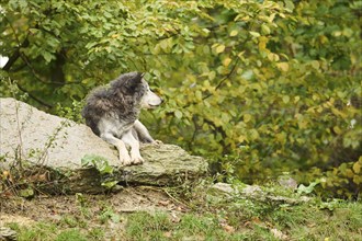 Eastern wolf (Canis lupus lycaon) lying on a little hill, Bavaria, Germany, Europe