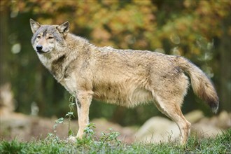 Eastern wolf (Canis lupus lycaon) standing on a meadow, Bavaria, Germany, Europe