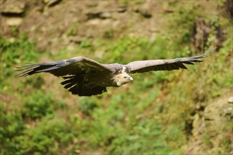 Eurasian griffon vulture (Gyps fulvus) flying, Bavaria, Germany, Europe