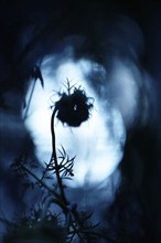 Wild carrot, summer, Germany, Europe