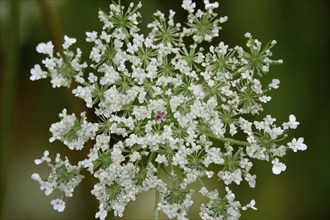 Wild carrot, summer, Germany, Europe