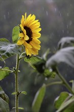 Sunflower, rainy weather, summer, Germany, Europe