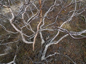 Dwarf Birch (Betula Nana), ancient old, gnarled trees growing on the tundra, May, Varanger Fjord,