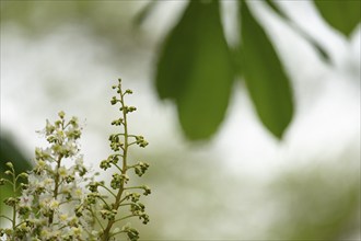 Chestnut (Castanea) Blossom on the left in the picture sharp, in the background blurred green