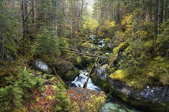 Wild nature in the Echerntal. Forest with dead wood. Fallen trees. The forest stream with rocks.