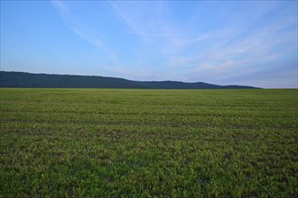 Wide green field under a blue sky with clouds and distant mountains, summer, Mönchberg, Mltenberg,