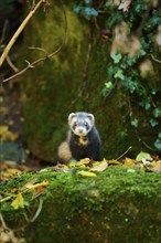 Ferret (Mustela putorius furo) standing on rock, Bavaria, Germany, Europe