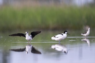 Black-winged Stilt (Himantopus himantopus) and black-capped avocet (Recurvirostra avosetta), in the