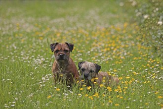 Border Terrier