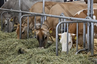 Jersey dairy cows and Swiss Fleckvieh dairy cows