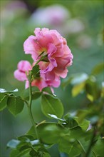 Delicate pink rose blossoms against a background of green leaves, Miltenberg, Bavaria, Germany,