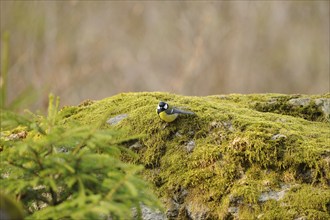 Great Tit (Parus major) in a forest in spring, Germany, Europe