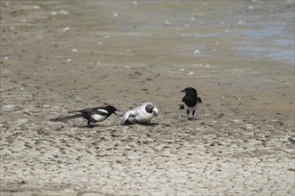 Black headed gull (Chroicocephalus ridibundus) adult bird dying of bird flu being attacked by two