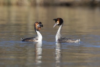 Great crested grebe (Podiceps cristatus) two adult birds performing their courtship display on a