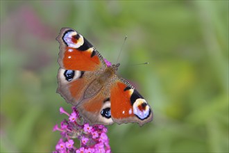 European peacock (Inachis io) sucking nectar on butterfly-bush (Buddleja davidii), butterfly bush,