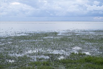 Seaweed and seagulls in the Lower Saxon Wadden Sea National Park, evening light, North Sea,