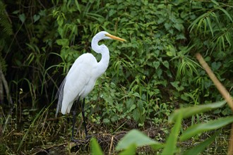 Great Egret (Ardea alba), in the swamp, spring, Everglades National Park, Florida, USA, North