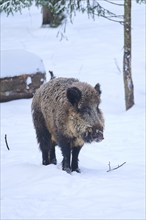 Wild boar (Sus scrofa) in a forest in winter, snow, Bavaria, Germany, Europe