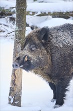 Wild boar (Sus scrofa) in a forest in winter, snow, Bavaria, Germany, Europe