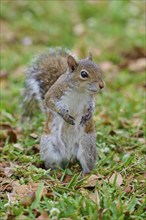 Grey Squirrel (Sciurus carolinensis), on meadow, springtime, Florida, USA, North America