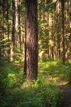 A single tree trunk in the forest, illuminated by sunlight and surrounded by green foliage,