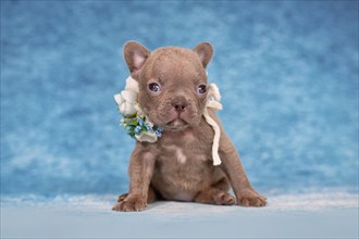 Cute four weeks young Lilac Brindle French Bulldog puppy with flower collar