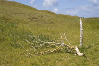 Deadwood in the dune landscape, Lower Saxony Wadden Sea National Park, Norderney, East Frisian