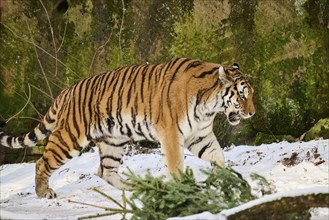 Siberian tiger (Panthera tigris altaica) walking in the snow in winter, captive, Germany, Europe