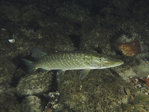 Pike (Esox lucius) at night. Dive site Zollbrücke, Rheinau, Canton Zurich, Rhine, High Rhine,