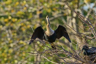 Snakebird (Anhinga anhinga), on branch, spring, Wakodahatchee Wetlands, Delray Beach, Florida, USA,