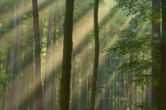 Rays of light penetrate a quiet forest full of green leaves in the morning light, summer, Spessart,