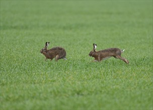 European hare (Lepus europaeus) running on a grain field, wildlife, Thuringia, Germany, Europe