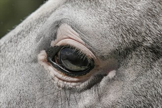 Pigment disorder in the horse's eye