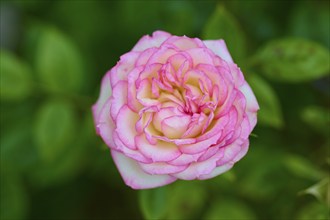 Pink white coloured rose (Rosa, Rosaceae), in full bloom against a background of green leaves,