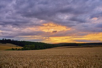 Wide landscape with wheat field (Triticum), at sunset, the sky is coloured with purple and orange