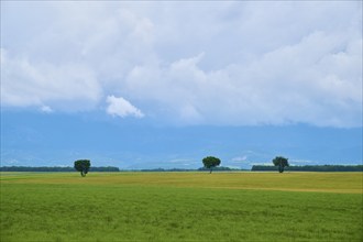 Extensive green fields with scattered trees, above a cloudy sky, summer, Valensole,