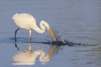 Great Egret (Ardea alba) foraging in the water, Wildlife, Heron, Waterfowl, Baltic Sea coast,