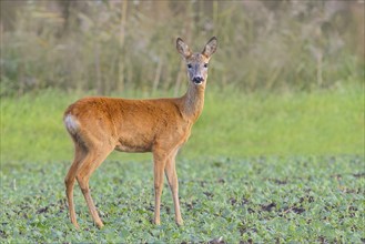 European roe deer (Capreolus capreolus), deer standing in a field, wildlife, morning light, doe,