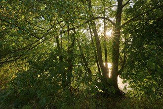 Sunny day at a river with lush vegetation and a shining sunbeam through the trees, autumn,