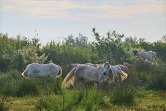 A herd of white Camargue horses grazing peacefully in a green pasture on a summer's day, Camargue,