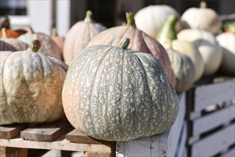 Close up of Cucurbita maxima 'One-too-Many' pumpkin at farmer's market