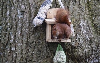 Squirrel eating nuts, Schleswig-Holstein, Germany, Europe