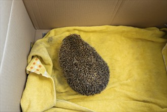 European hedgehog (Erinaceus europaeus) standing on a yellow towel in a large cardboard box,