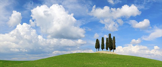 Group of trees, cypresses on hill in green field under blue sky with cumulus clouds, Province of