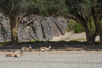 Angolan springboks (Antidorcas angolensis) in the Hoanib dry river, Kaokoveld, Kunene region,